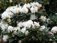 SDC10868.webp