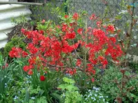 SDC10871.webp