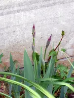 SDC10853.webp