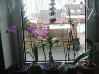 Bild 085.webp