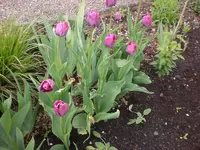 Garten Mai1 007.webp