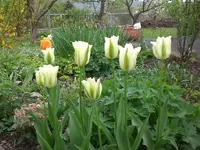 Garten Mai1 002.webp