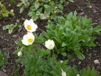 Garten Mai1 004.webp