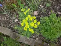 Garten Mai1 005.webp