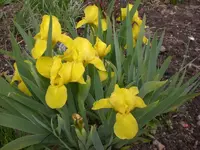 Garten Mai1 006.webp