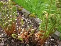Garten Mai1 009.webp