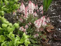 Garten Mai1 010.webp