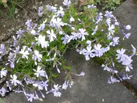 Garten Mai1 011.webp