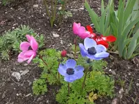 Garten Mai1 013.webp