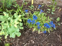 Garten Mai1 019.webp