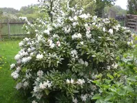 Garten Mai1 001.webp