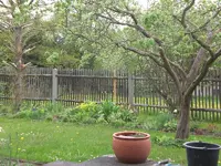 Garten Mai1 024.webp