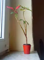 DSC00357.webp