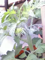 DC100503002.webp