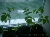 JD800011.webp