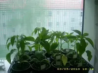 JD800015.webp