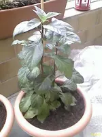 DC100503001.webp