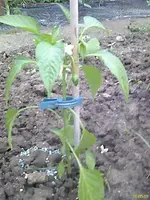 DC100503006.webp