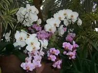 CIMG3162.webp