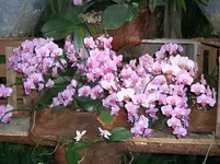 CIMG3163.webp