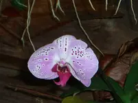 CIMG3175.webp