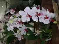CIMG3181.webp