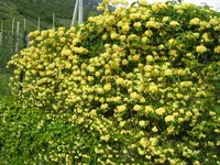 014.webp