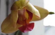 Phali_gelb (3).webp