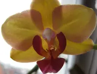 Phali_gelb (5).webp