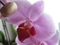 Phali_Oma.webp