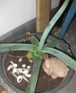 Aloe_Vera.webp