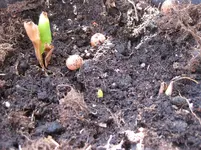 Canna_Spitzen.webp