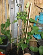 Clematis_Mrs_Thompson (2).webp