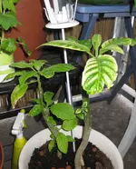 Engelstrompete (2).webp