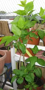 Flieder (4).webp
