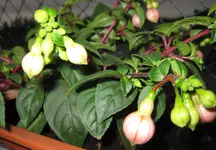 Fuchsie (2).webp