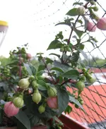 Fuchsie.webp