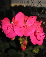 Geranie.webp