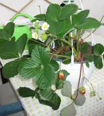 Hängeerdbeere (2).webp