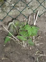 was bin ich 003.webp