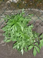 was bin ich 004.webp was bin ich 004.webp