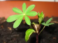 Lupine (2).webp