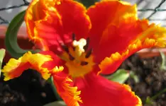 Papageitulpe.webp