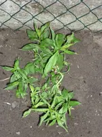 was bin ich 009.webp was bin ich 009.webp