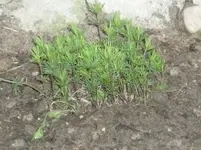 was bin ich 015.webp