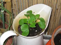 Silbertaler (2).webp