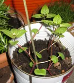 Wunderblume (2).webp