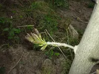 was bin ich 020.webp