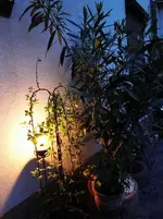 DSC05706.webp