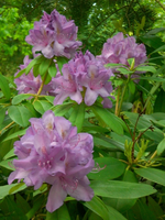 Rhododendronbltenlila.webp